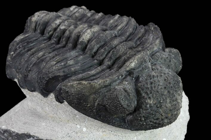 Drotops Trilobite - Large Faceted Eyes #131339
